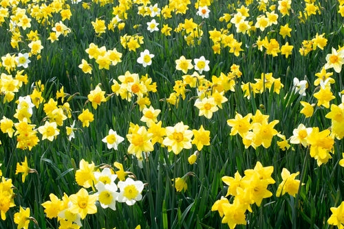 Narcissus 'Species Mixed' bulbs