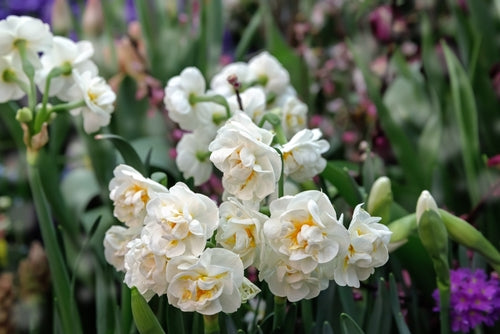 Miniature narcissus Thalia bulbs