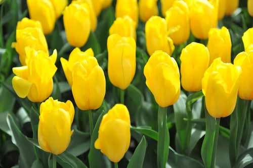 Tulip triumph yellow bulbs
