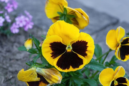 Pansy 'Yellow Blotch'