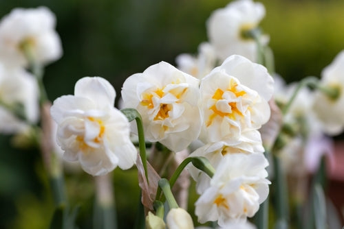 Narcissus Bridal Crown - Bulbs