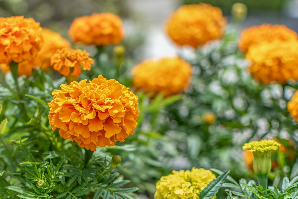 Marigold