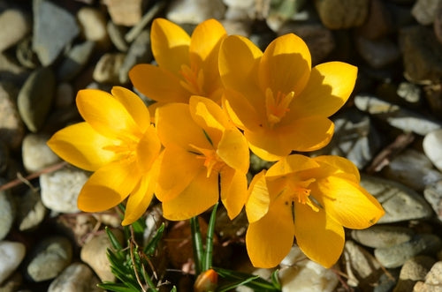 Crocus Species yellow