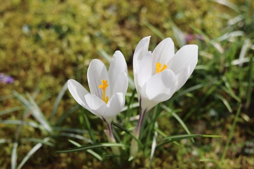 Crocus large flowered White - Bulbs