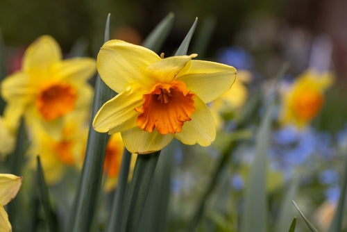 Miniature narcissus jetfire Bulbs