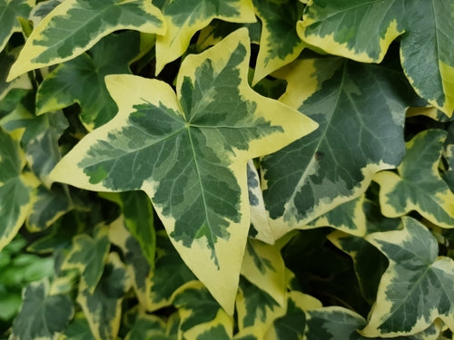 Hedera helix 'Goldchild'