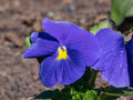 Pansy 'True Blue'