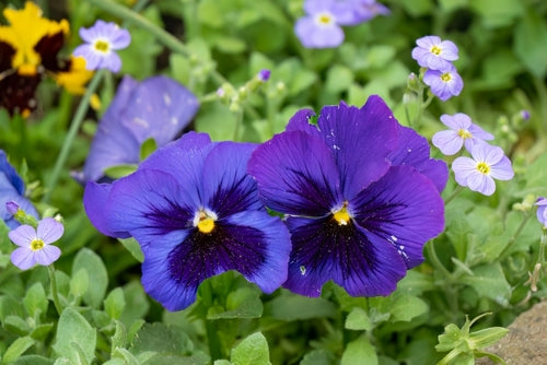 Pansy 'Blue Blotch'