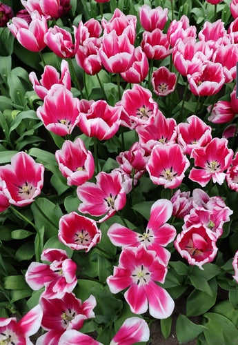 Tulip triumph pink white bulbs