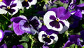 Cassis Pansies
