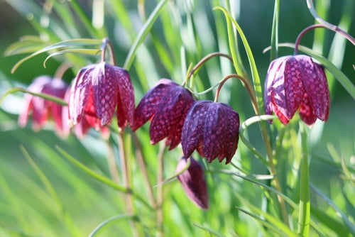 Fritillaries melagris Bulbs