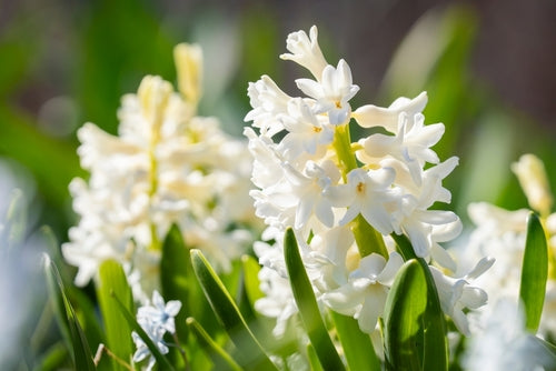 Hyacinth garden white bulbs