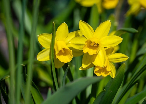 Narcissus ‘Tête-à-tête’ bulbs