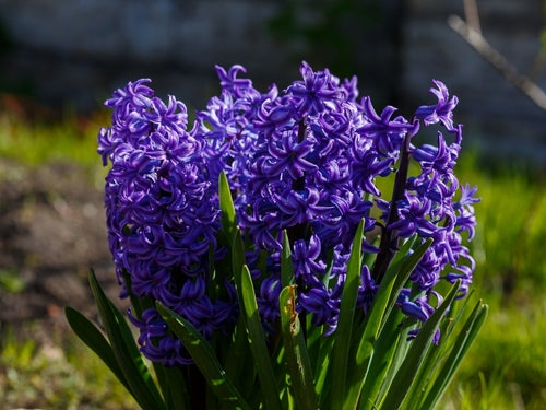 Hyacinth Garden Blue