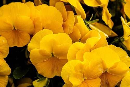 Pansy 'Yellow'