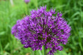 Allium hollandicum 'Purple Sensation' Bulbs