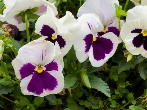 Pansy 'White Blotch'