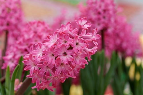 Hyacinth garden pink bulbs