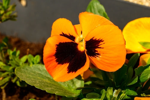 Pansy 'Orange'
