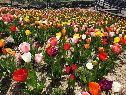 Tulip Rockery Mixed - Bulbs