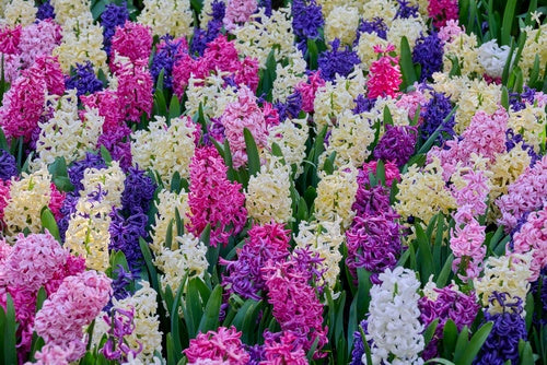 Hyancinth garden mixed bulbs