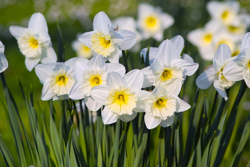 Narcissus ‘Ice Follies’ bulbs