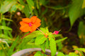 Sunpatiens