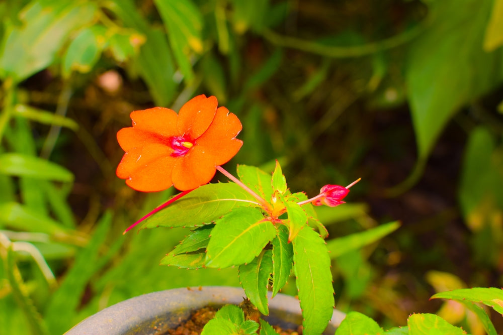 Sunpatiens