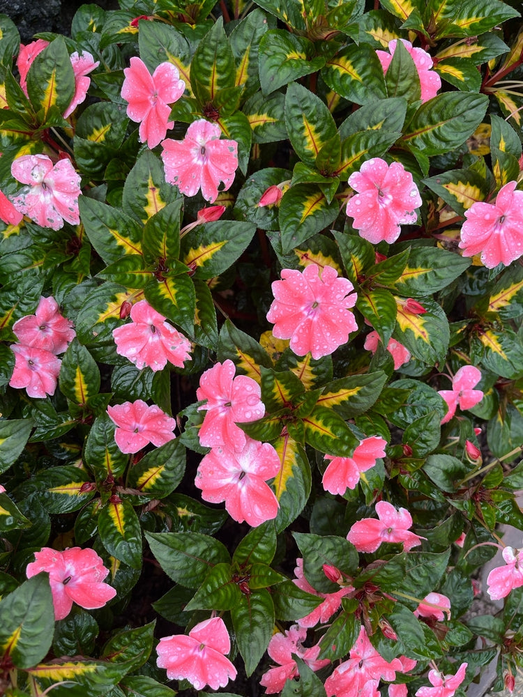 Sunpatiens