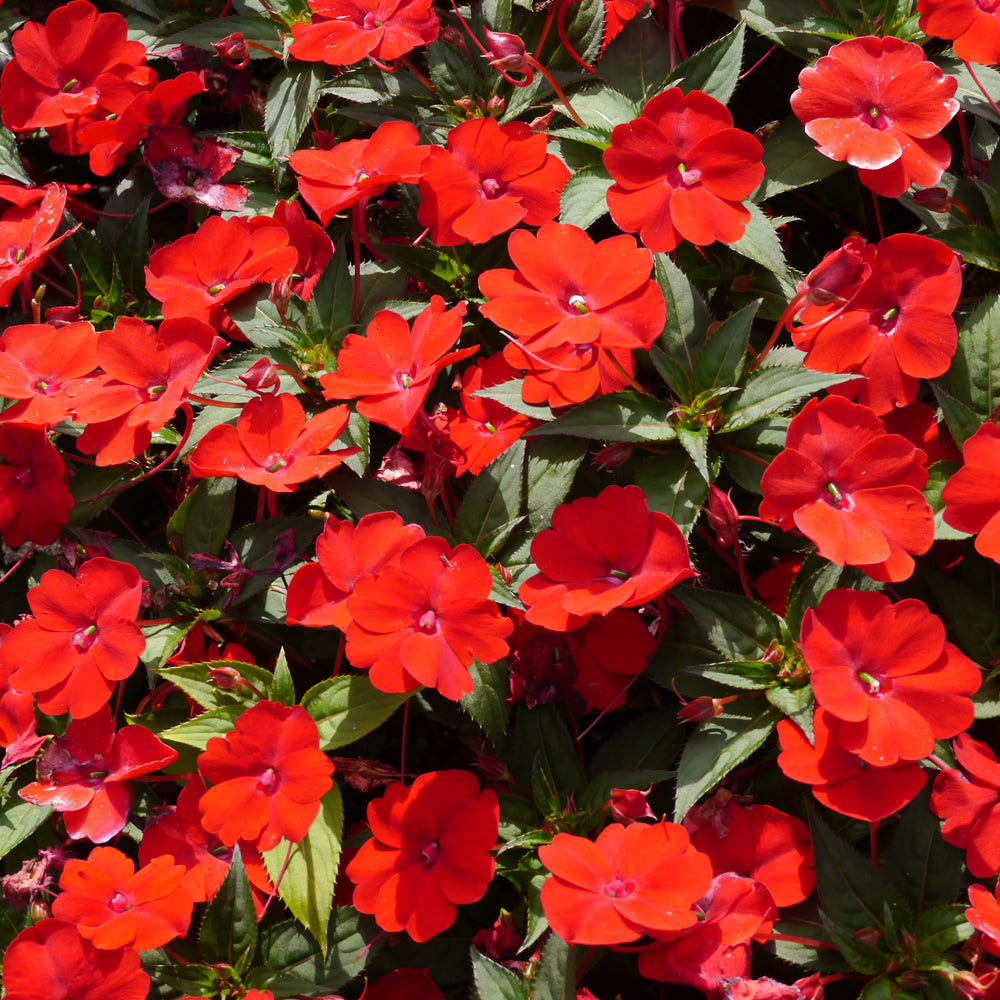 Sunpatiens
