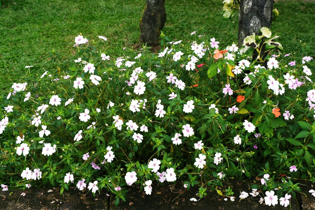 Sunpatiens